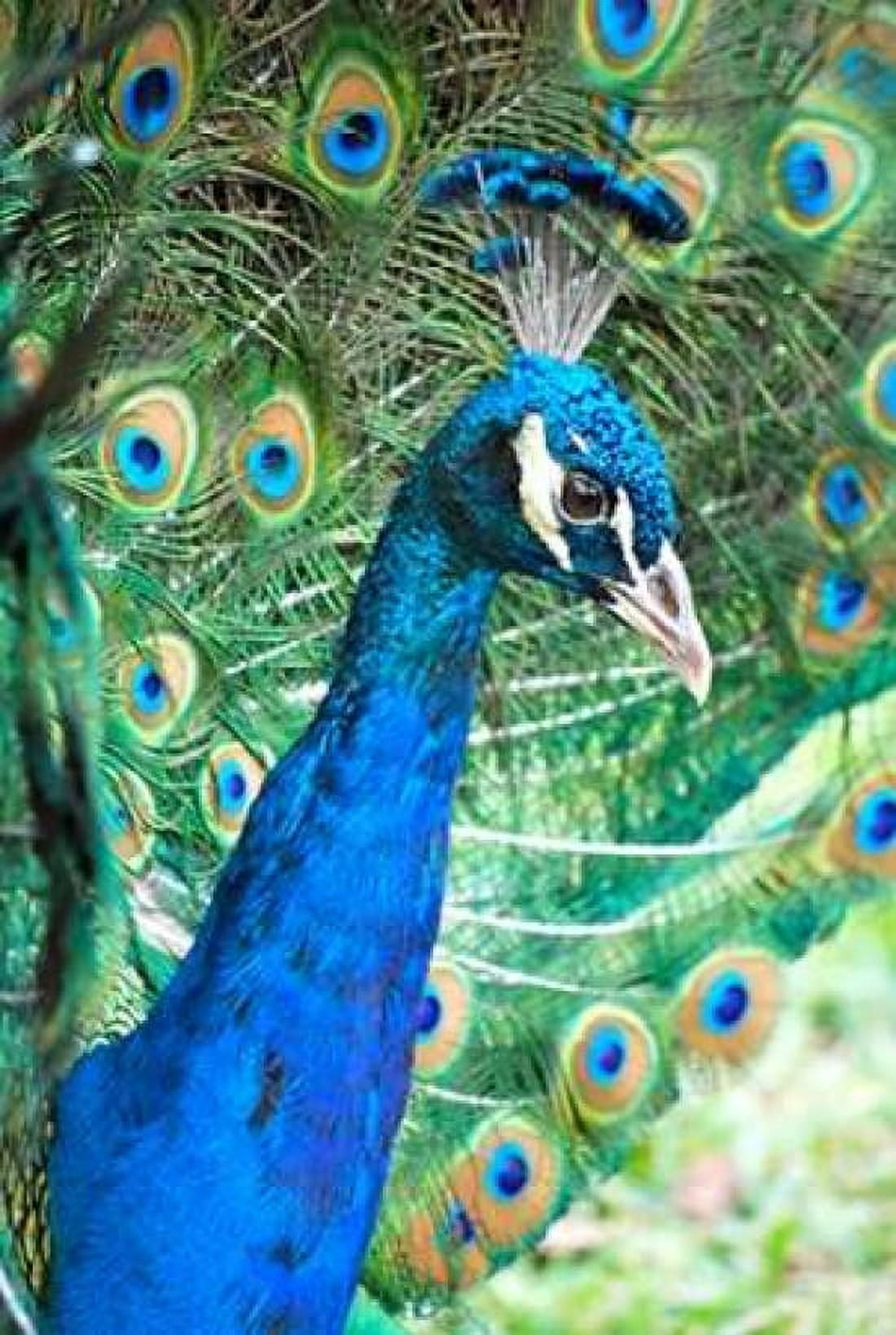 Royally Blue II Canvas Art - Gail Peck (20 x 28)