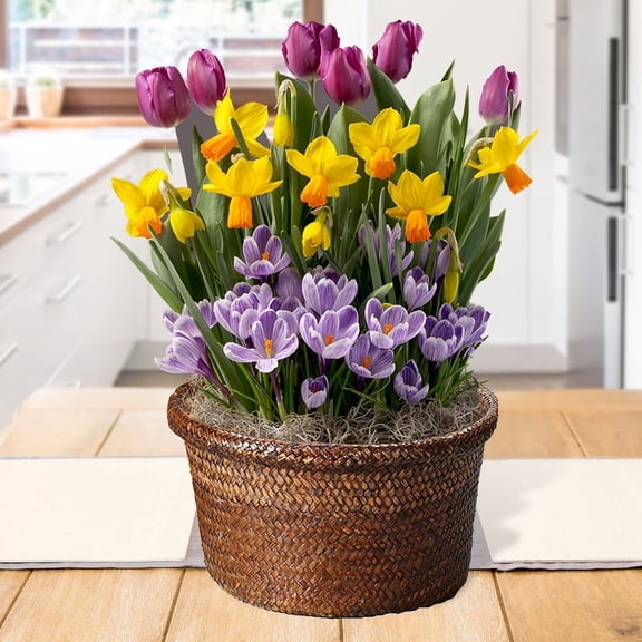 Royalty Indoor Potted Bulb Garden - Simply Water and Flowers Open in 3-6 Weeks - Pleasantly Scented - Grows Well In Containers - Gift Ready Flower Bulbs