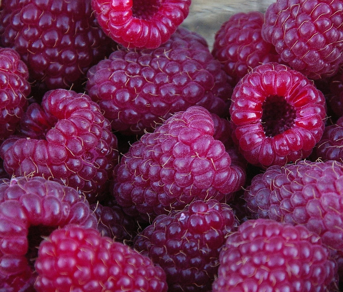 Royalty Purple Raspberry Plant Everbearing 4" Pot