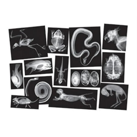 Roylco Inc. 12.8'' x 8.5'' x 0.1'' Animal X-Rays