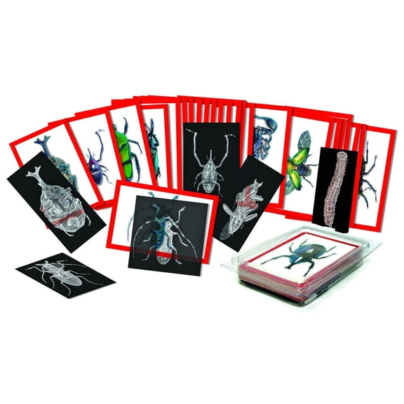 Roylco Insect X-Rays and Picture Cards Set - 36 Double-Sided Cards & 36 X-Rays - Educational Science Learning - Explore Insect Anatomy - 4x6 inch - STEM