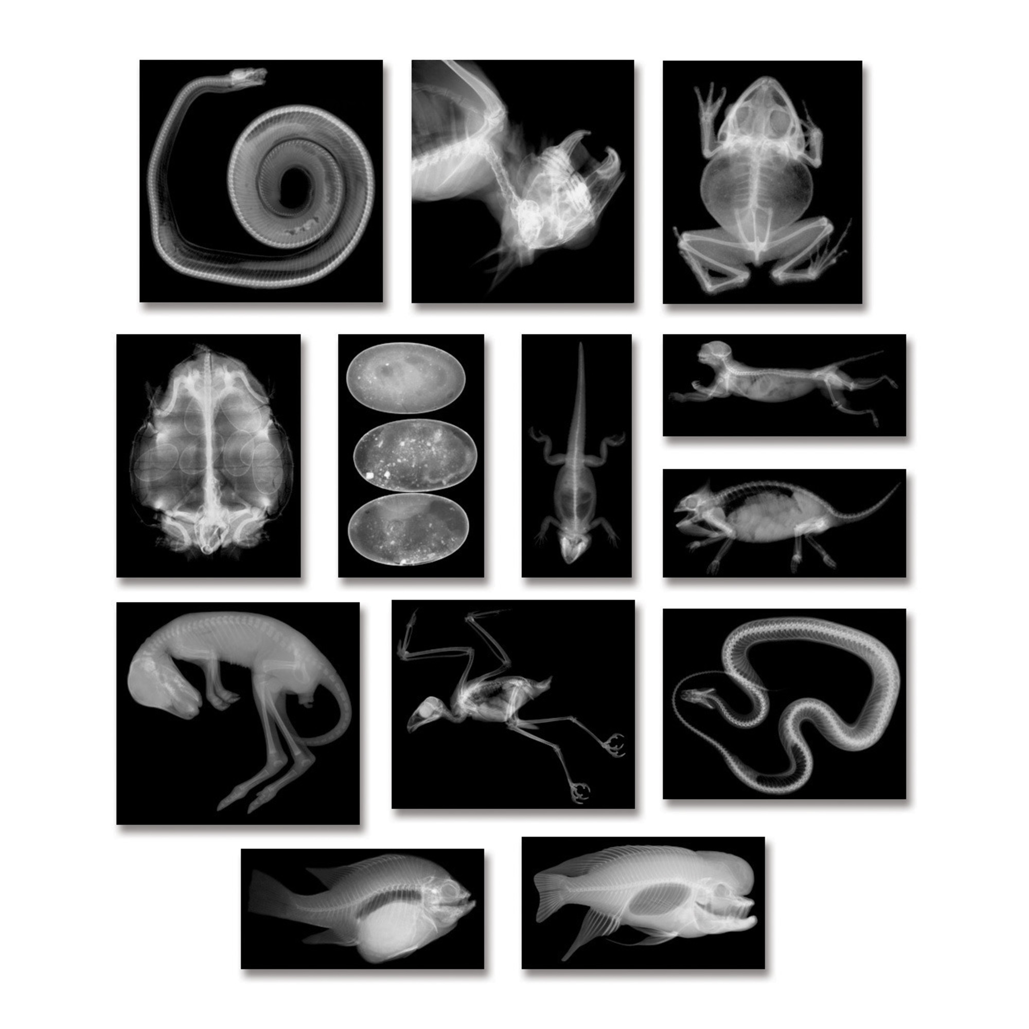 Roylco, RYLR5910, Animal xRays Set, 16 / Box