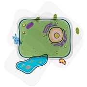 Roylco See-Through Plant Cell Builder - Transparent Biology Model with 9 Organelle Layers, NGSS-Aligned STEM Learning Kit for Classroom Life Science Education