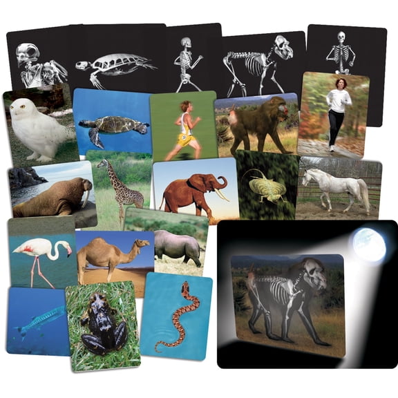 Roylco What's Inside Animals X-Ray Cards - 16 Educational Anatomy Sheets for STEM Biology Learning & Light Table Exploration - 8x10 inch
