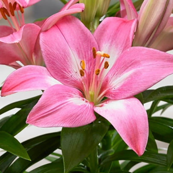 Rozalynn Asiatic Lily Flower Bulbs - 3 Lilies Per Pack - Pnk Flowers - Attracts Butterflies and Hummingbirds - Good as Cut Flowers - Grows Well In Containers - Perennializing