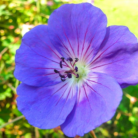 Rozanne Hardy Geranium Dormant Bare Root Perennial Roots (3-Pack)