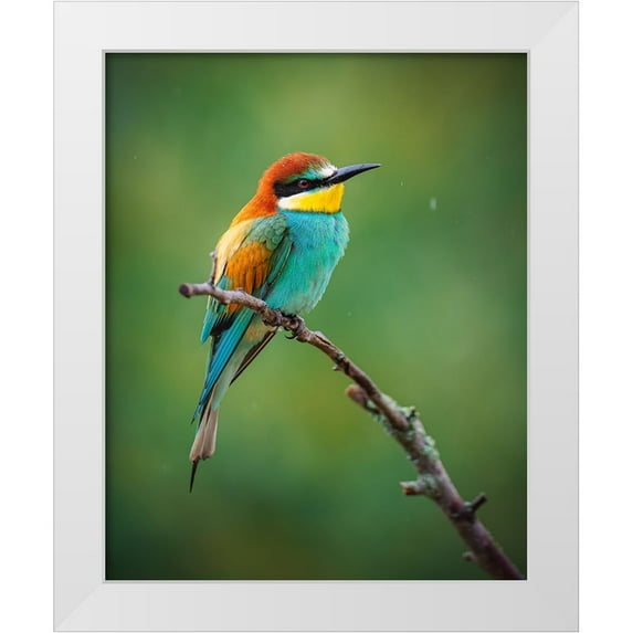 Rozehnal, Jan 26x32 White Modern Wood Framed Museum Art Print Titled - The European Bee-Eater (Merops Apiaster)