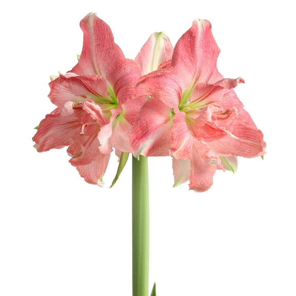 Rozetta® Symphony Amaryllis