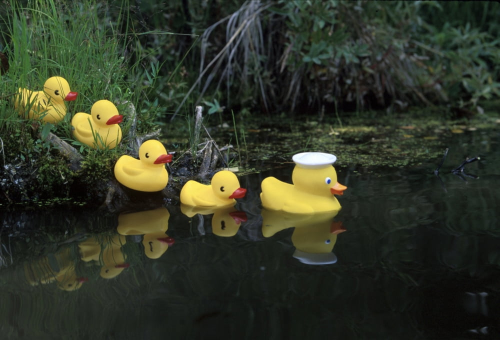 Rubber Ducks In A Row Pond Southcentral Alaska Canvas Art - Jeff Schultz Design Pics (32 x 22)