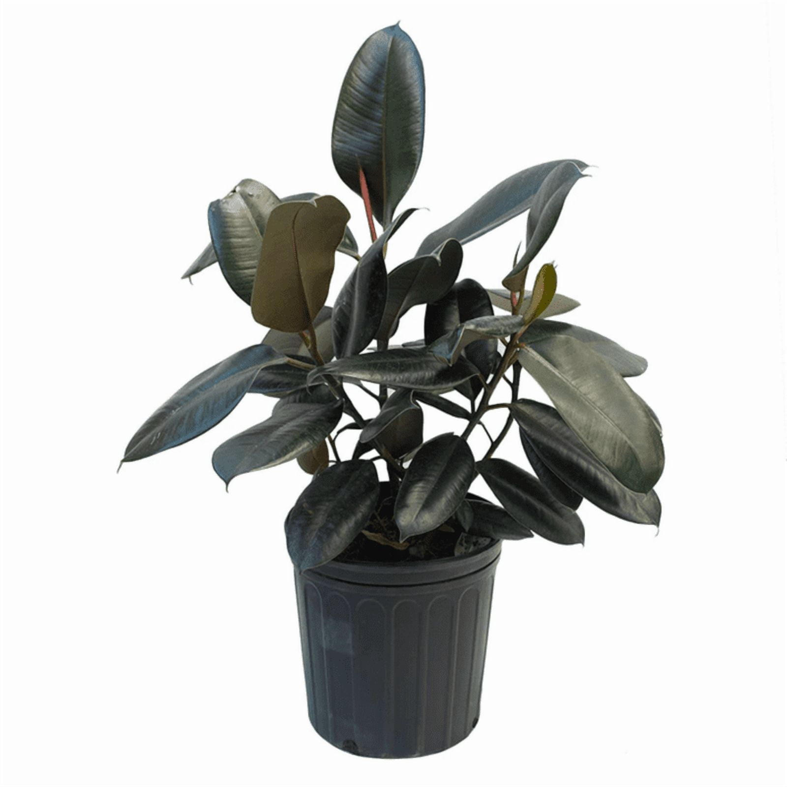Rubber Plant Live Indoor Plant (Ficus Elastica) in 4 Inch Plastic Pot – Easy Care Air Purifying Houseplant