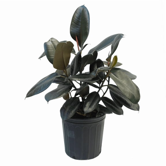 Rubber Plant Live Indoor Plant (Ficus Elastica) in 4 Inch Plastic Pot – Easy Care Air Purifying Houseplant