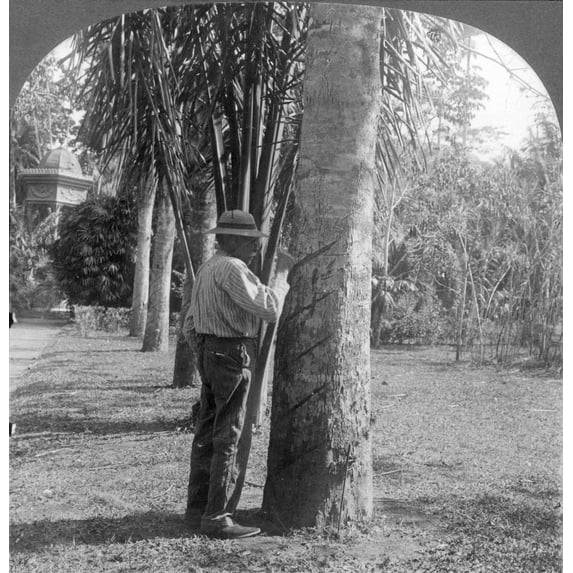 Rubber Tapping C1915. Ntapping A Rubber Tree In Brazil Photograph C1915. Poster Print by (18 x 24)