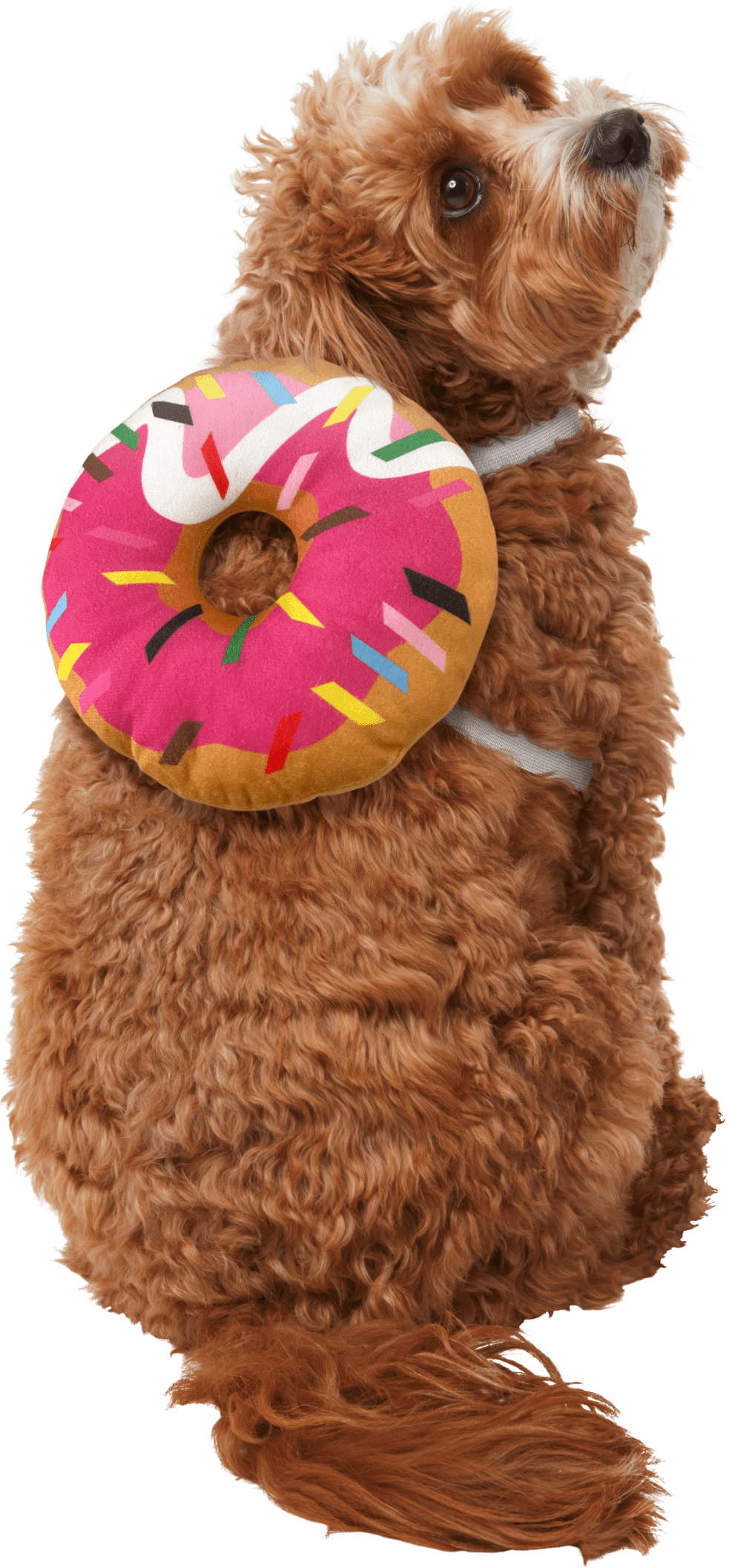 rubies-pet-shop-boutique-pet-halloween-costume-accessory-classic-donut