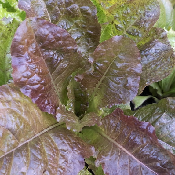 Rubin Leaf Lettuce Seeds - 4 Oz ~100000 Seeds - Non-GMO - Vegetable Garden - Lactuca sativa