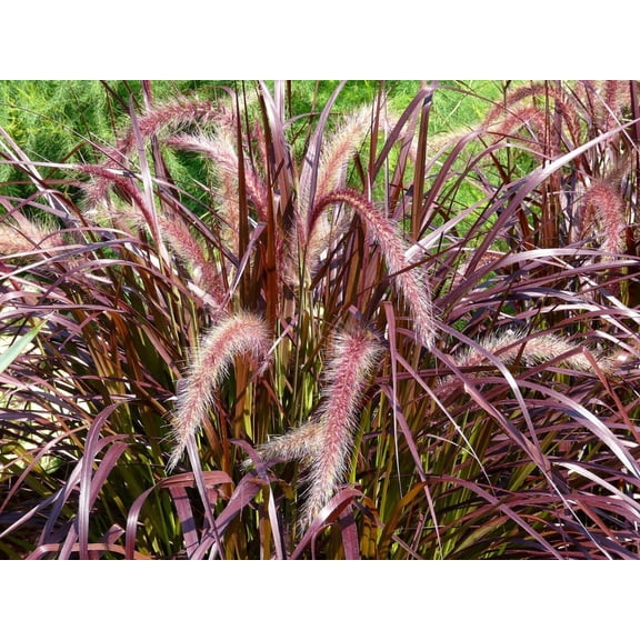 'Rubrum' Fountain Grass-Burgundy Foliage-Ornamental Grass for Gardens 1 Gallon