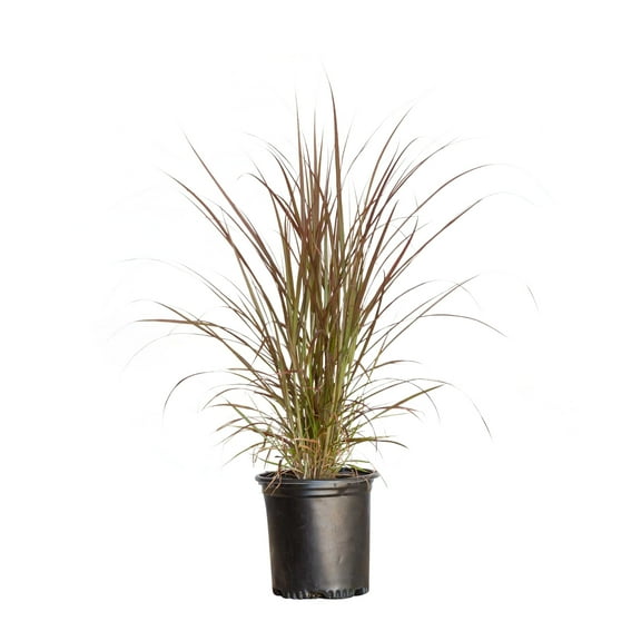 Expert Gardener Rubrum Purple Fountain Grass (2.5 Quart) Ornamental Perennial - Full Sun Live Outdoor Plant
