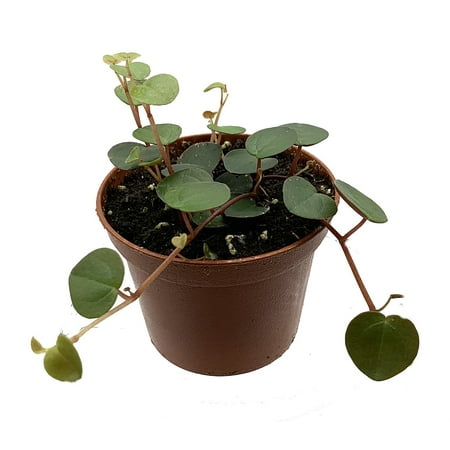 Ruby Cascade Peperomia - 2.5" Pot - Collector's Series