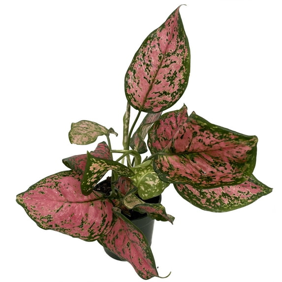 Ruby Chinese Evergreen Plant - Aglaonema - Grows in Dim Light - 5" Pot
