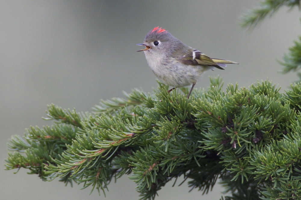 Ruby-Crowned Kinglet Perched On A Tree Branch And Singing With Crest Extended Copper River Delta Near Cordova Southcentral Alaska Spring Canvas Art - Milo Burcham Design Pics (19 x 12)