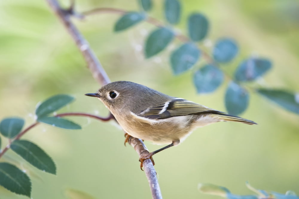 Ruby-Crowned Kinglet (Regulus Calendula) Perched On Mountain Ash Branch Fairbanks Alaska Fall Canvas Art - Kenneth Whitten Design Pics (38 x 24)