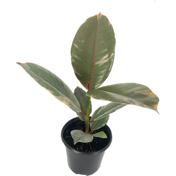 Ruby Ficus Rubber Plant - Live Plant in a 2 Inch Pots - Ficus Elastica 'Ruby' - Stunning Easy Care Interior Houseplant