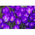 thumbnail image 1 of Ruby Giant Crocus Bulbs for Planting - Perennial Garden Flowers (20 Bulbs), 1 of 8