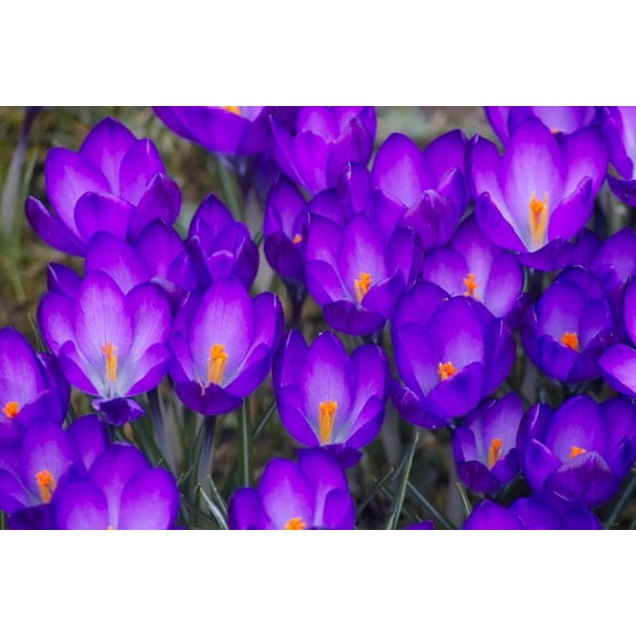 Ruby Giant Crocus Bulbs for Planting - Perennial Garden Flowers (20 Bulbs)