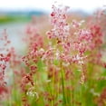 thumbnail image 1 of Ruby Grass Seeds - Bristle-Leaved Redtop Ornamental Grass Seed - 100 Seeds, 1 of 5