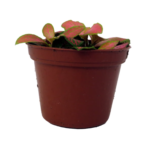 Ruby Lime Fittonia Nerve Plant - Easy House Plant - 2.5" Pot