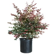 Ruby Loropetalum (2.5 Gallon) Evergreen Shrub with Purple Foliage - Full Sun Live Outdoor Plant