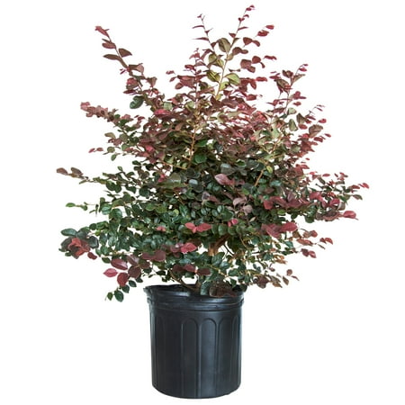 Expert Gardener Ruby Loropetalum (2.5 Gallon) Evergreen Shrub with Purple Foliage - Full Sun Live Outdoor Plant