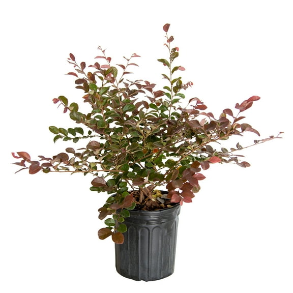 Expert Gardener Ruby Loropetalum 'Chinese Fringe Flower' (2.5 Quart) Pink Blooming Evergreen Shrub with Purple Foliage - Full Sun Live Outdoor Plant