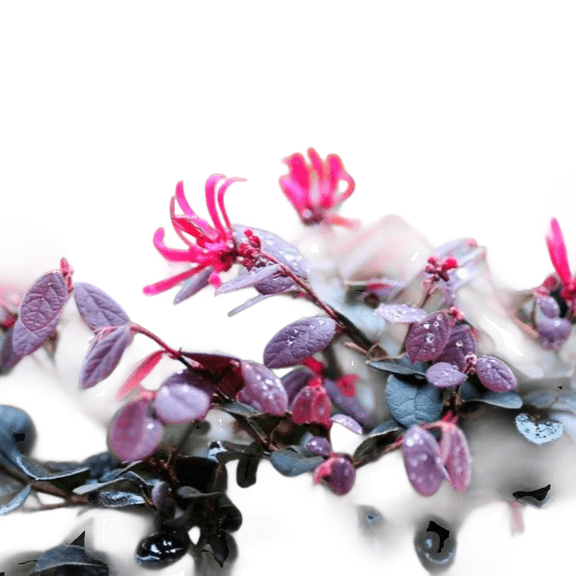 Ruby Loropetalum Live Shrubs, Deep Burgundy Foliage and Pink Blooms