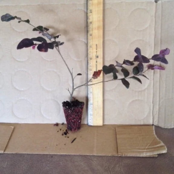 Ruby Loropetalum – live starter plants less than 12 inches tall