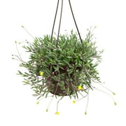 Ruby Necklace Succulent, String of Pickles | 6" Hanging Pot | Full Sun | Element by Altman Plants