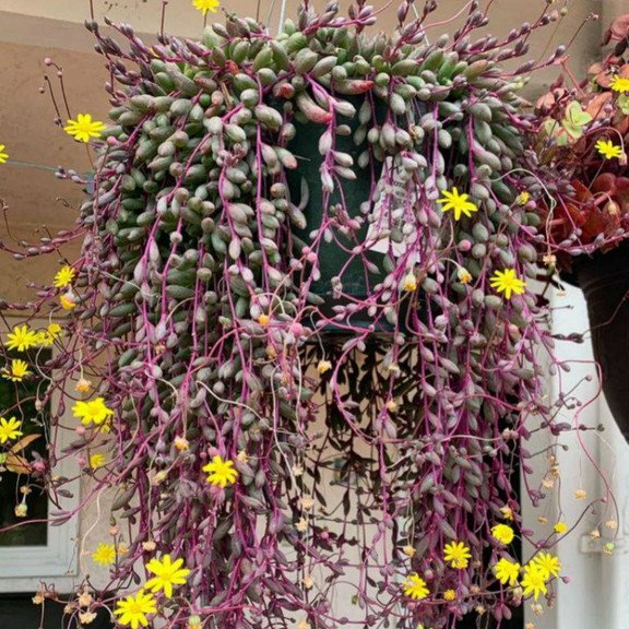 Ruby Necklace Trailing Succulent Live Plant, 6" Pot, String Of Rubies Plant Live, Necklace Vine Houseplant Home Garden