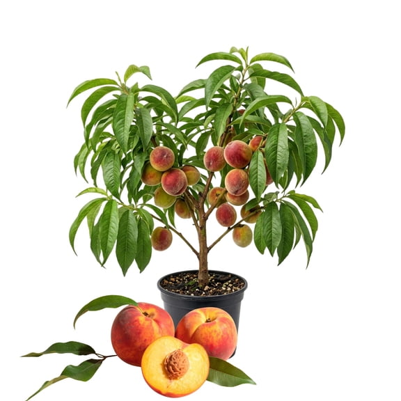 Ruby Peach Tree Live Plant, Sweet Peach Fruit Tree, 1-2 Feet Tall, Cold Hardy, Tropical Fruit Tree for Outdoor Planting