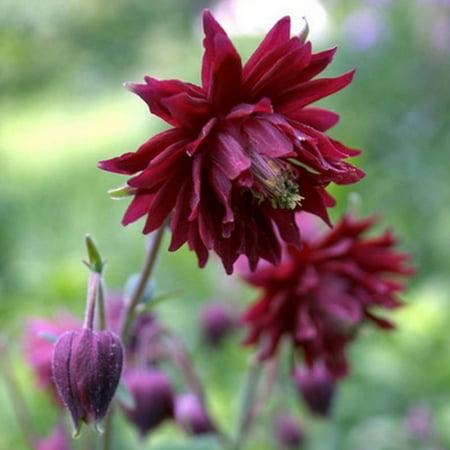 Ruby Port Columbine Flower Root - Attracts Butterflies and Hummingbirds - Deer Resistant - Good as Cut Flowers - Naturalizing - Perennializing - Easy to Grow Live Plants - Outdoor Garden