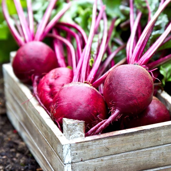 Ruby Queen Beet Seeds - 3 g Packet ~125 Seeds - Non-GMO, Heirloom - Vegetable Garden, Root Crop, Microgreens, Canning, Pickling