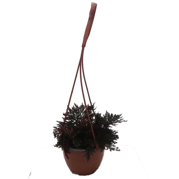 Ruby Red Club Moss - Selaginella - Exotic - Houseplant - 6" Hanging Basket