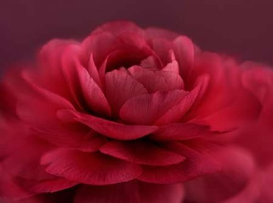 Ruby Red Rose Canvas Art - Cora Niele (22 x 28)