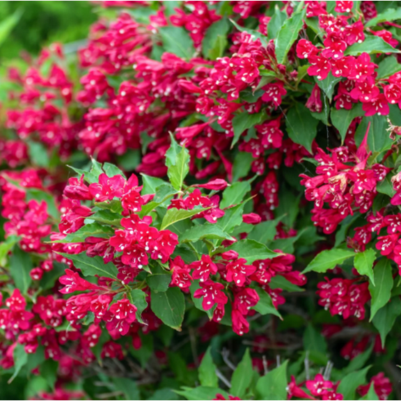 Ruby Red Weigela Plant Live for Planting, Weigela Rubrun Plant Weigela Flower Plant Shrub Plant for Outdoor 6 to 12 Inch Tall in 4 Inch Pot - Dormant in Winter