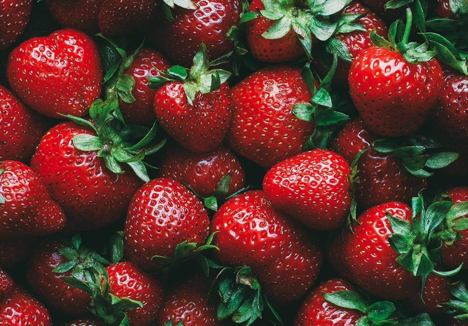 ruby-royale-strawberry-plants-grow-giant-strawberries-bare-root