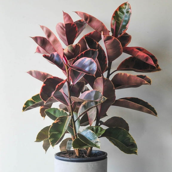 Ruby Rubber Tree-Ficus elastica 'Ruby'-Air Purifying Houseplant 6" Pot