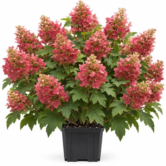 Ruby Slipper Hydrangea Starter Plants - Set of 2, 6-10 In, Partial Shade