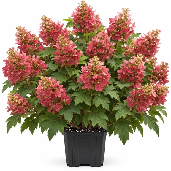 Ruby Slipper Hydrangea Starter Plants - Set of 2, 6-10 In Tall, Prefers Partial Shade