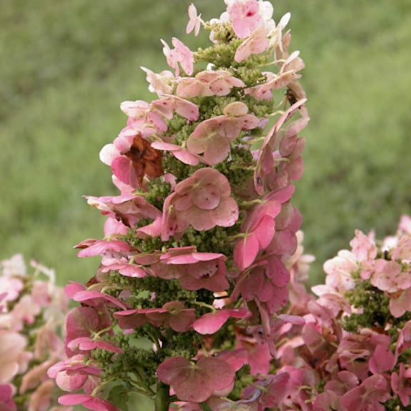 4 in. Pot Ruby Slippers Oakleaf Hydrangea Flowering Starter Shrub - 1 plant per offer