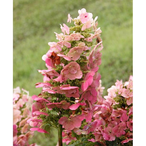 Ruby Slippers Dwarf Oakleaf Hydrangea Dormant Bare Root Starter Flowering Shrub (1-Pack)