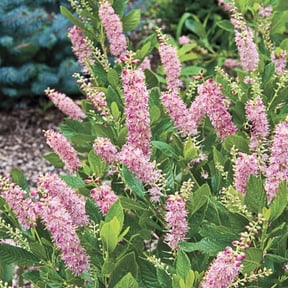 Direct Gardening Ruby Spice Summersweet Hummingbird Shrub Starter Plant