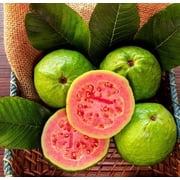 Ruby Supreme Red Guava tree air layered Tree. 3 Gallon pot. Ship to all states